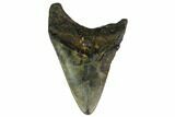 Bargain, Fossil Megalodon Tooth - North Carolina #153135-1